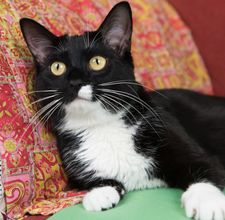 Instagram post by @tippytuxies