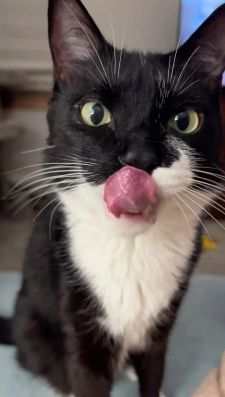 Instagram post by @tippytuxies