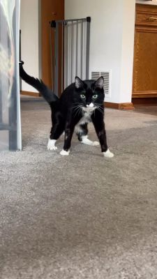 Instagram post by @tippytuxies