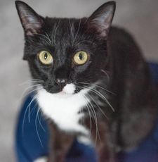 Instagram post by @tippytuxies