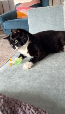 Instagram post by @tippytuxies