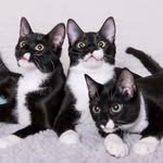 @tippytuxies Instagram Profile