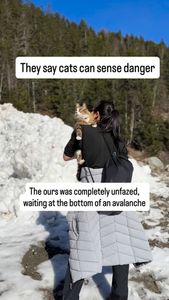 Instagram post by @bestadventurecat