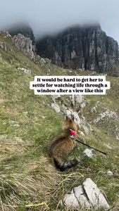 Instagram post by @bestadventurecat