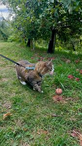 Instagram post by @bestadventurecat