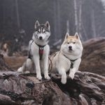@idahohuskypups Instagram Profile