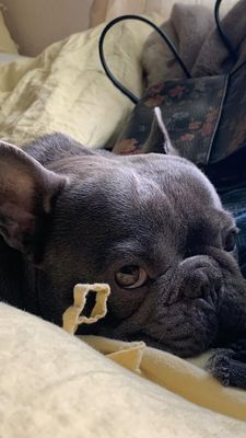 Instagram post by @kirbythefrenchfurbaby