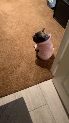 Instagram post by @kirbythefrenchfurbaby