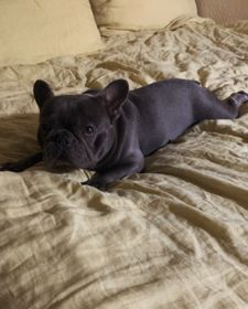 Instagram post by @kirbythefrenchfurbaby