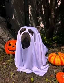 Instagram post by @kirbythefrenchfurbaby