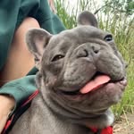 @kirbythefrenchfurbaby Instagram Profile