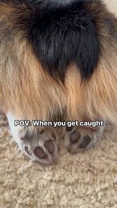 Instagram post by @the.loki.corgi