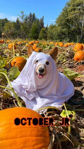 Instagram post by @the.loki.corgi