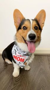 Instagram post by @the.loki.corgi