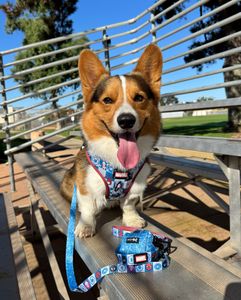 Instagram post by @the.loki.corgi