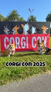 Instagram post by @the.loki.corgi