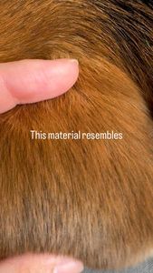 Instagram post by @the.loki.corgi