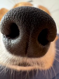 Instagram post by @the.loki.corgi