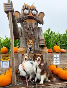 Instagram post by @the.loki.corgi