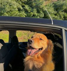 Instagram post by @monte_thegolden