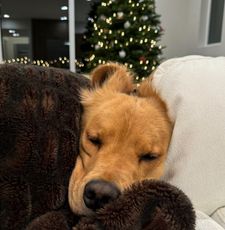 Instagram post by @monte_thegolden