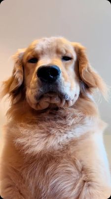 Instagram post by @monte_thegolden