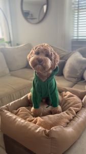 Instagram post by @milliethecitydood