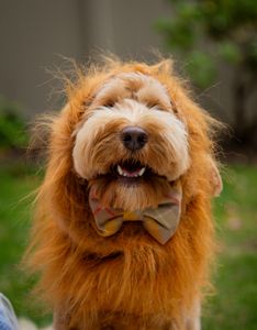 Instagram post by @milliethecitydood