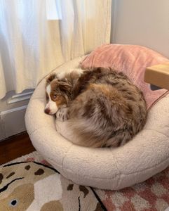 Instagram post by @mochatheaussie