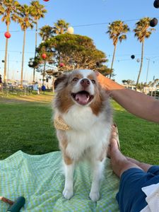 Instagram post by @mochatheaussie