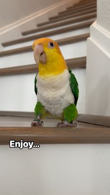 Instagram post by @pippa_and_petrie