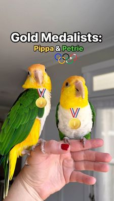 Instagram post by @pippa_and_petrie