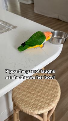 Instagram post by @pippa_and_petrie