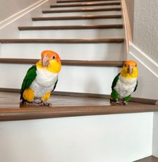 Instagram post by @pippa_and_petrie