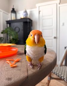 Instagram post by @pippa_and_petrie