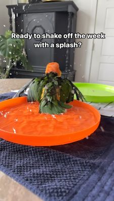 Instagram post by @pippa_and_petrie