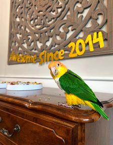 Instagram post by @pippa_and_petrie