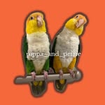 @pippa_and_petrie Instagram Profile