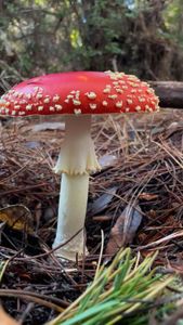 Instagram post by @fascinatedbyfungi