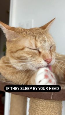 Instagram post by @cashmere.mittens.cat