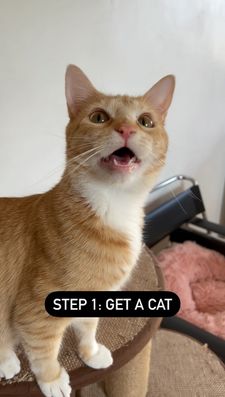 Instagram post by @cashmere.mittens.cat