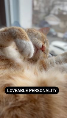 Instagram post by @cashmere.mittens.cat