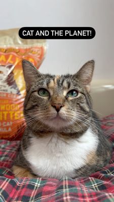 Instagram post by @cashmere.mittens.cat