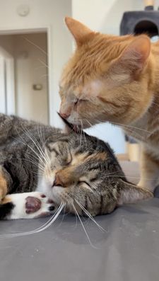 Instagram post by @cashmere.mittens.cat