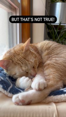 Instagram post by @cashmere.mittens.cat