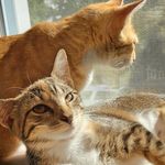 @cashmere.mittens.cat Instagram Profile