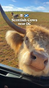 Instagram post by @yourdcbestie