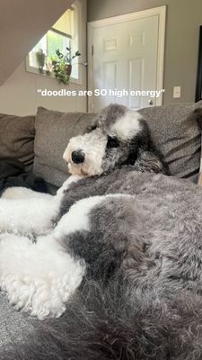 Instagram post by @oatleythesheepadoodle