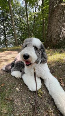 Instagram post by @oatleythesheepadoodle
