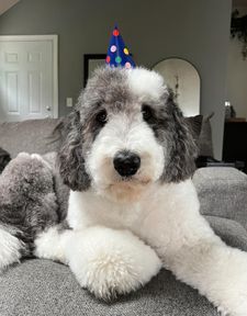 Instagram post by @oatleythesheepadoodle